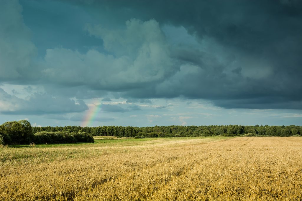 Dark,Clouds,And,Rainbow,Over,The,Forest,And,Field