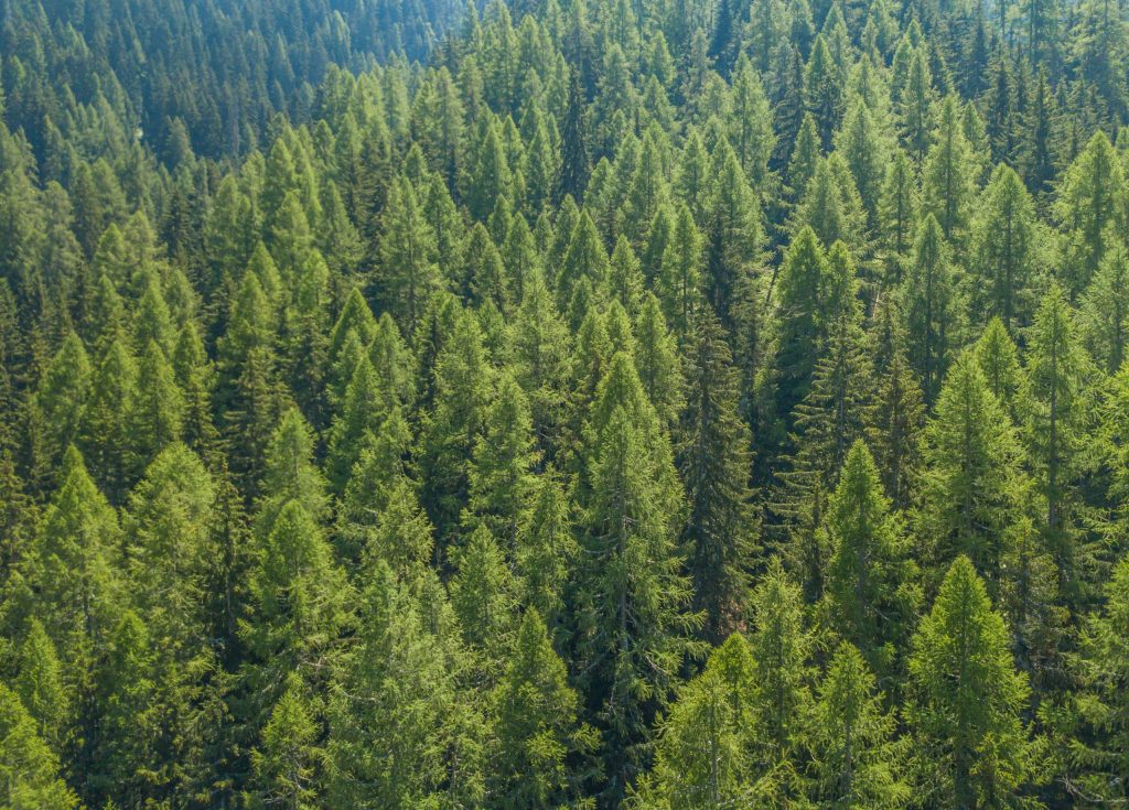 Aerial view of serene and tranquil coniferous forest