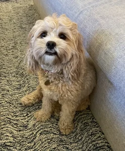 Don’s dog Emmy