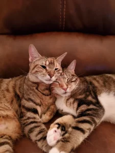 Andy’s rescue cats Lovie and Bella
